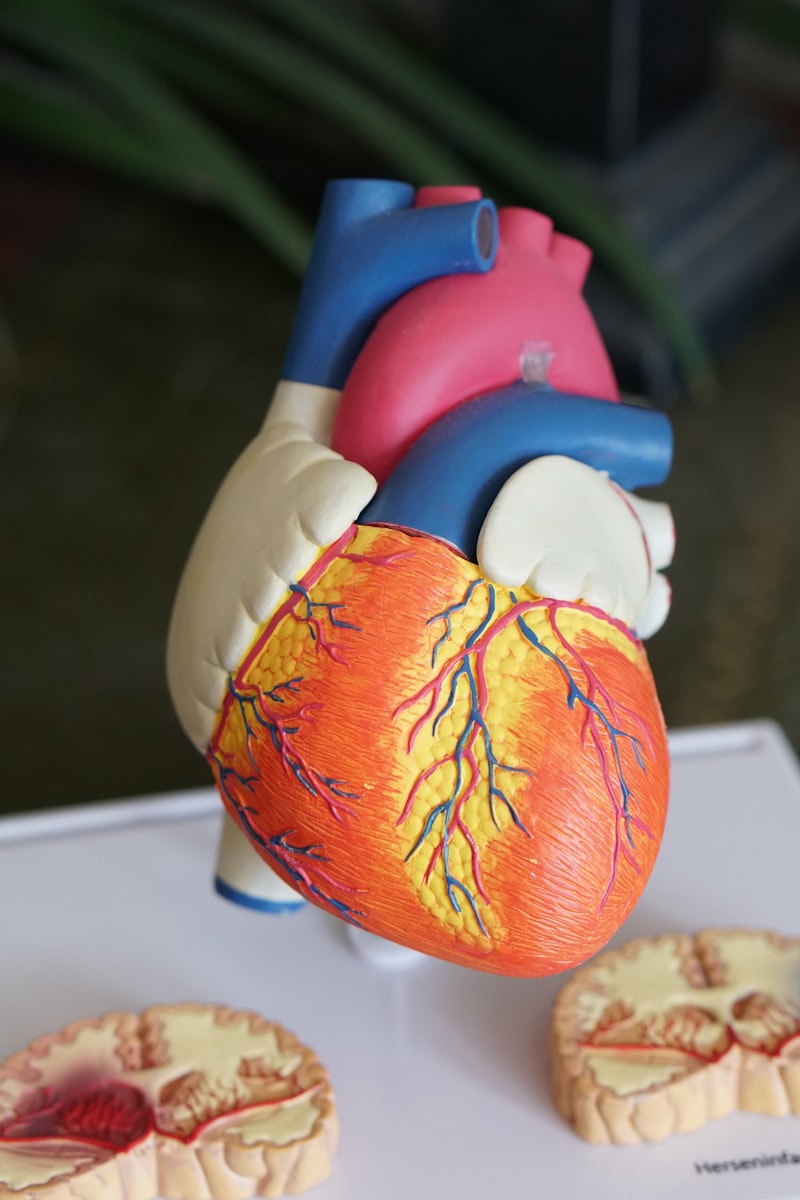 Anatomical heart model illustrating Chagas cardiac disease